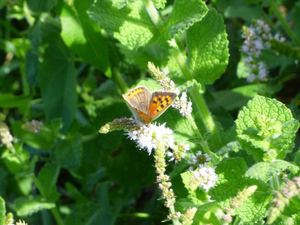 Lycaena phlaeas